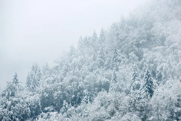 Met sneeuw bedekte bomen — Stockfoto