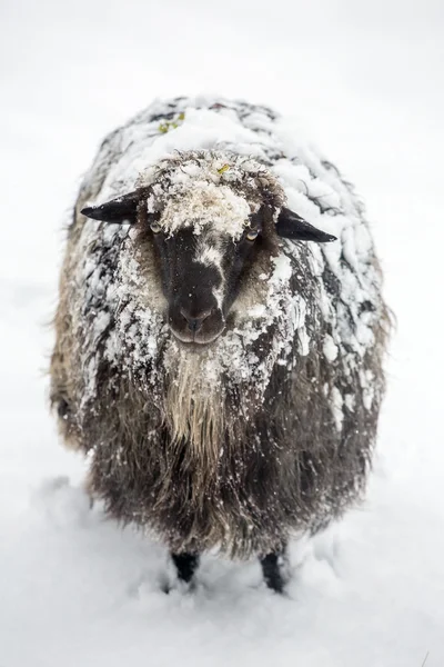 Ovinos cobertos de neve — Fotografia de Stock