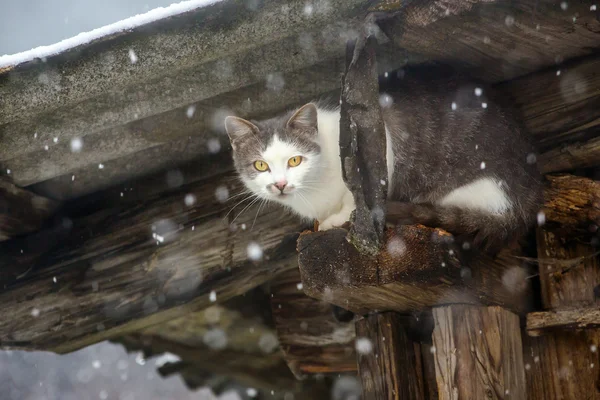 Gatto randagio nascosto sotto il tetto — Foto Stock
