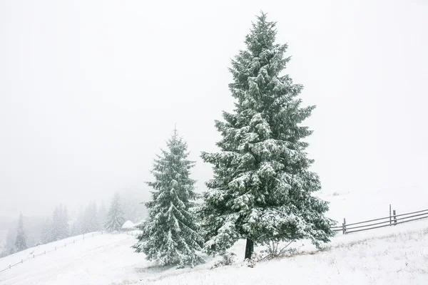 Pokryte śniegiem drzewa i ogrodzenia — Zdjęcie stockowe