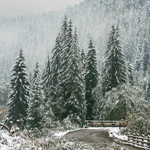 Winterlandschap met bomen — Stockfoto