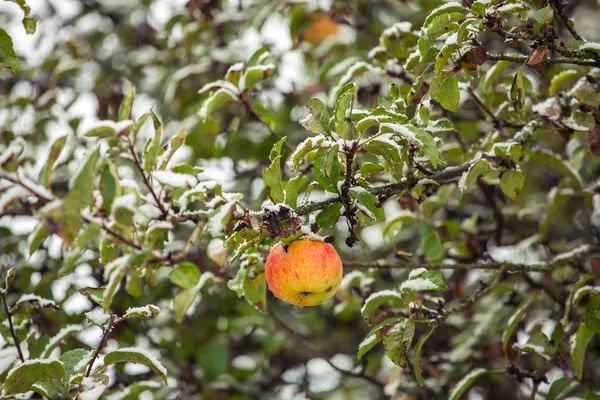 Red apple under snow — Stock Photo, Image