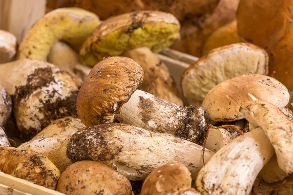 Bando de cogumelos Porcini — Fotografia de Stock