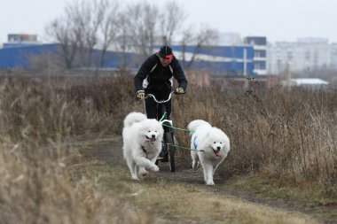 kızak köpekleri