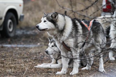Malamute kızak köpekleri