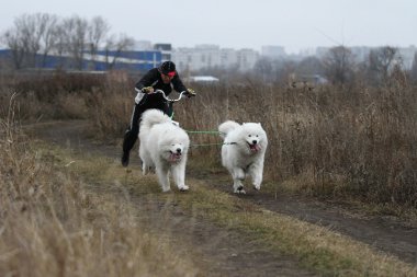 kızak köpekleri