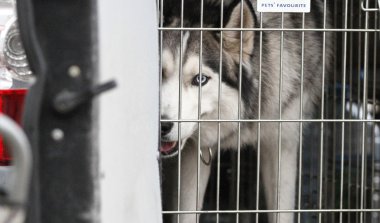 kızak köpekleri