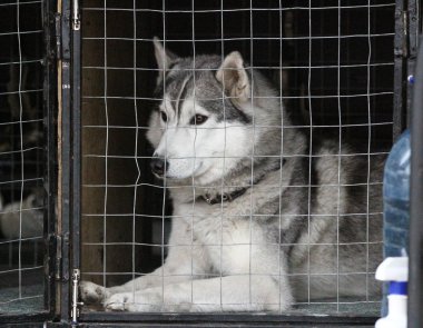 kızak köpekleri