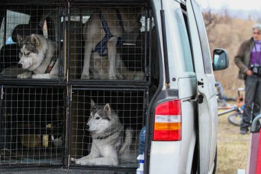 kızak köpekleri