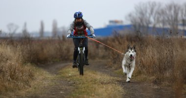 kızak köpekleri
