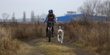 kızak köpekleri