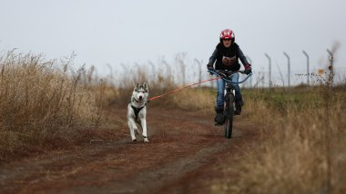 kızak köpekleri