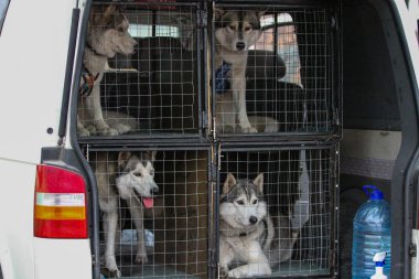 kızak köpekleri