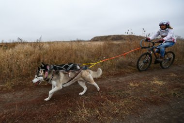 kızak köpekleri