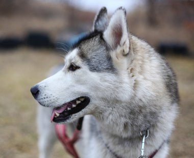 pared de azulejo coloridoHusky kızak köpekleri