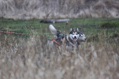 kızak köpekleri