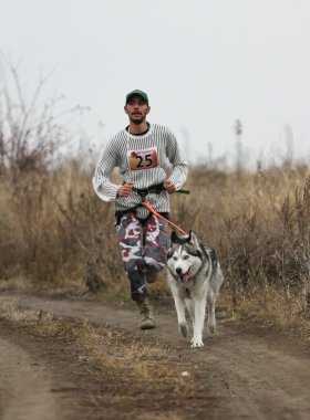 kızak köpekleri
