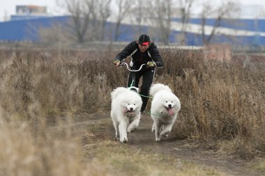 kızak köpekleri