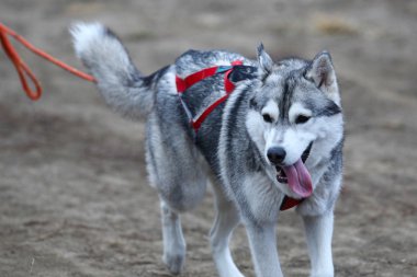 kızak köpekleri