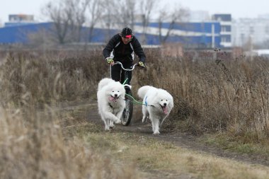 kızak köpekleri