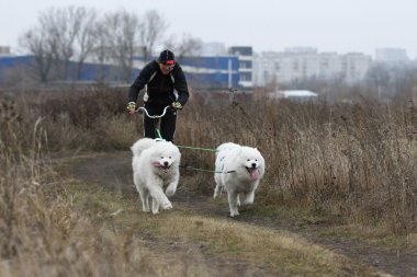 kızak köpekleri