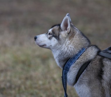 pared de azulejo coloridoHusky kızak köpekleri