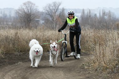 kızak köpekleri