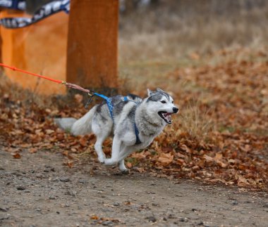 kızak köpekleri