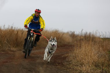 kızak köpekleri