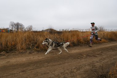 kızak köpekleri