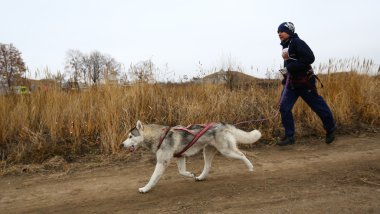 kızak köpekleri