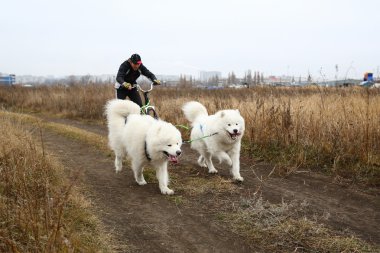 kızak köpekleri