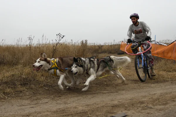 Perros de trineo —  Fotos de Stock