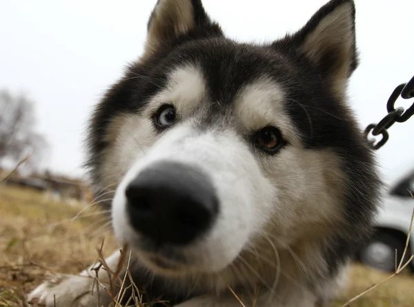 ハスキーそり犬 — ストック写真