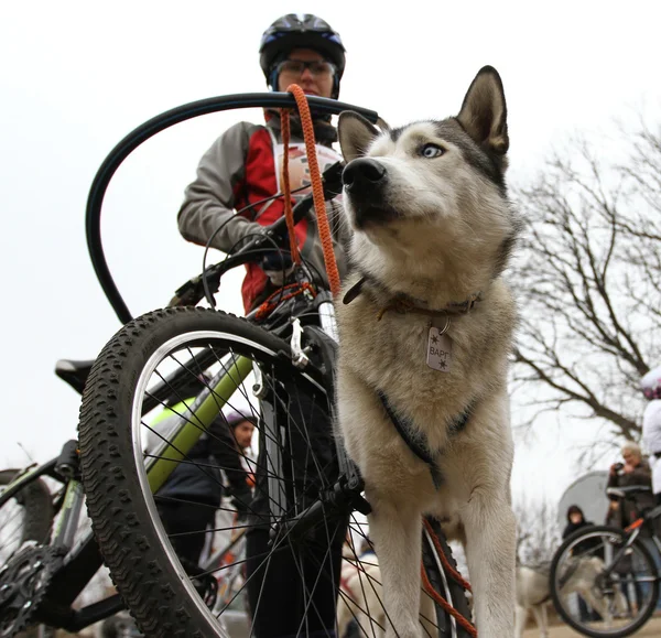 Sled dogs — Stock Photo, Image