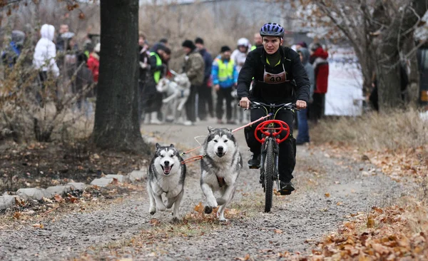 Perros de trineo — Stockfoto