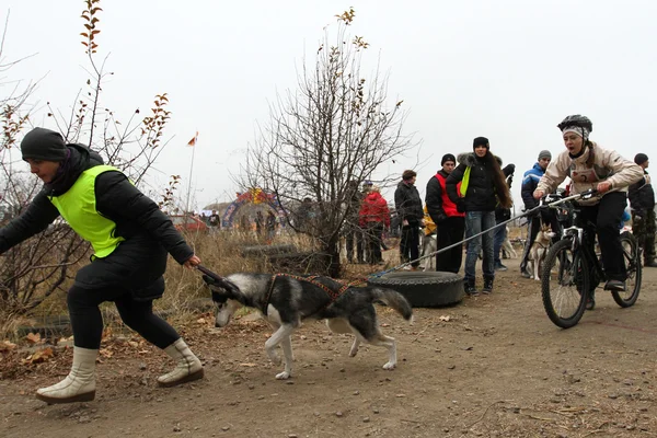 Kızak köpekleri — Stok fotoğraf