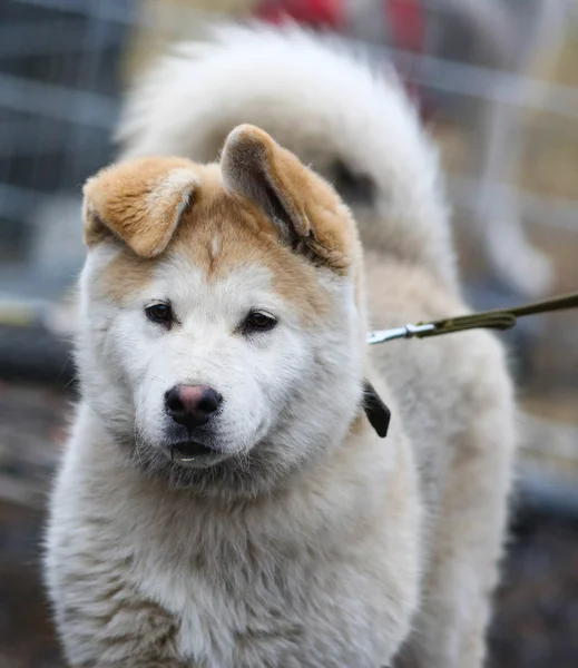 Husky szán a kutyák — Stock Fotó