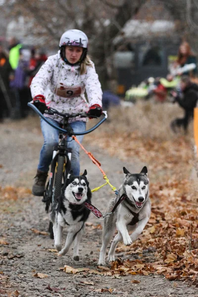 Sled dogs — Stock Photo, Image