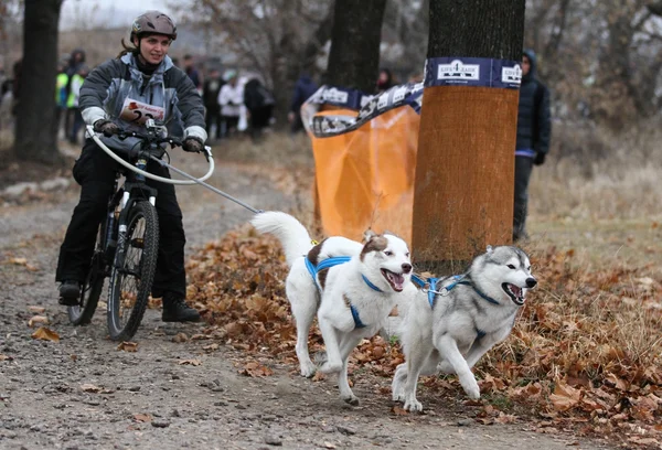 Saně dogs — Stock fotografie