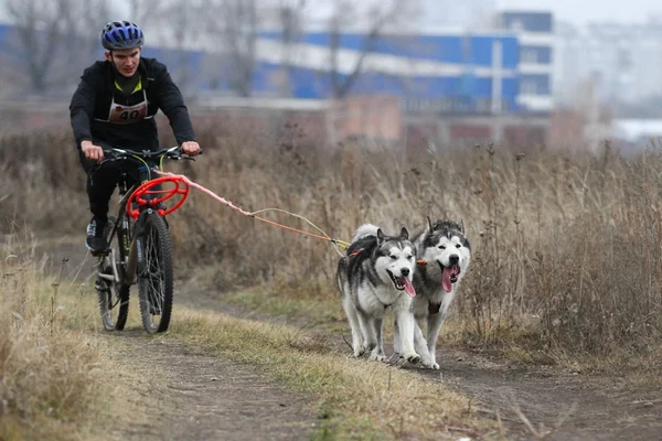 Saně dogs — Stock fotografie