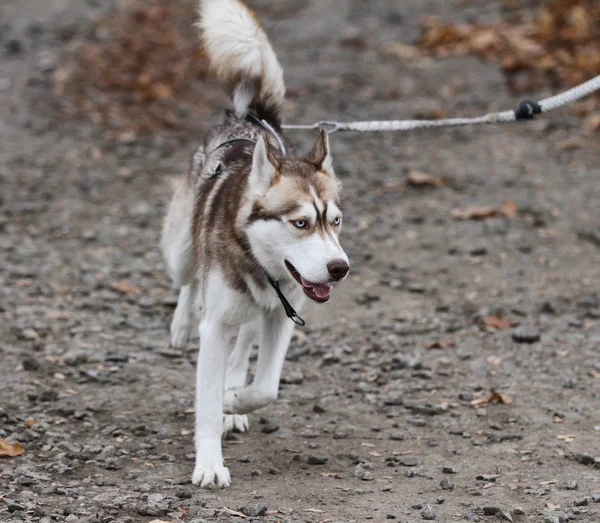 Sled dogs — Stock Photo, Image