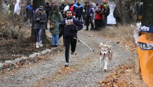 Kızak köpekleri — Stok fotoğraf