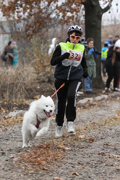 Perros de trineo — Stockfoto