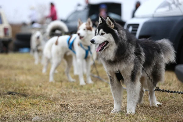 Husky honden slee — Stockfoto