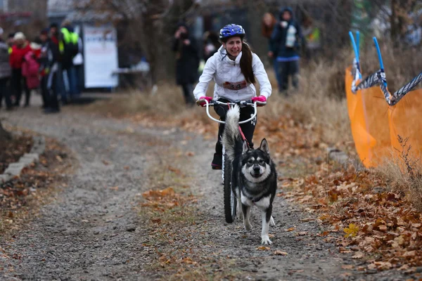 Sled dogs — Stock Photo, Image