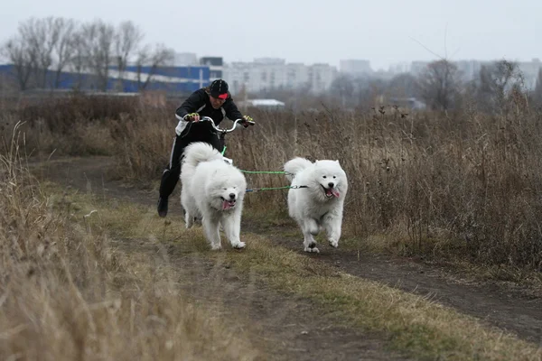 Schlittenhunde — Stockfoto