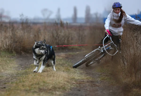 Kızak köpekleri — Stok fotoğraf