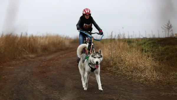 Cães de trenó — Fotografia de Stock