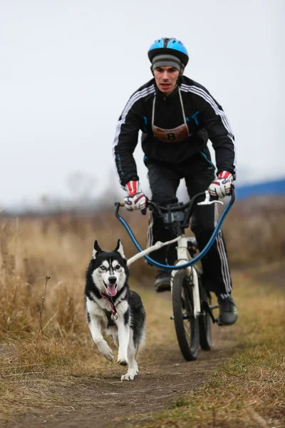 Schlittenhunde — Stockfoto